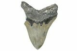 Bargain, Fossil Megalodon Tooth - North Carolina #343387-2